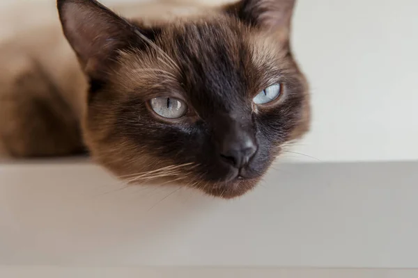 Sziámi Macska Kék Szemekkel Otthon — Stock Fotó