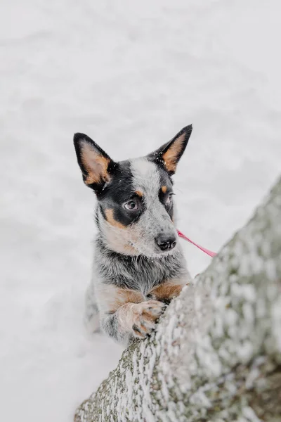 Australischer Rinderhund Welser — Stockfoto