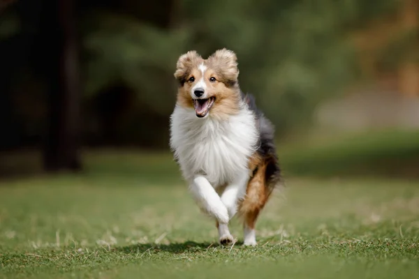 ドッグ ランニング シェトランド シープドッグ 犬の行動 — ストック写真