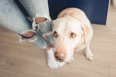 Sarı labrador av köpeği içeride.