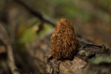 Ormandaki mantarlar. Makro fotoğrafçılık
