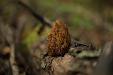 Ormandaki mantarlar. Makro fotoğrafçılık