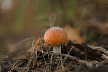 Ormandaki mantarlar. Makro fotoğrafçılık