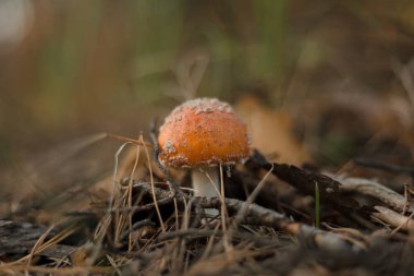Ormandaki mantarlar. Makro fotoğrafçılık