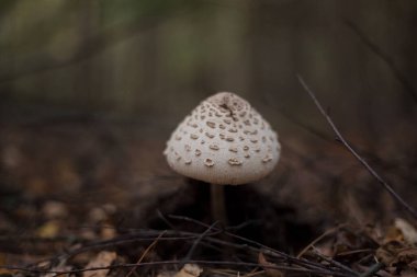 Ormandaki mantarlar. Makro fotoğrafçılık