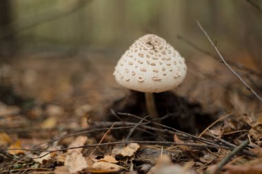 Ormandaki mantarlar. Makro fotoğrafçılık