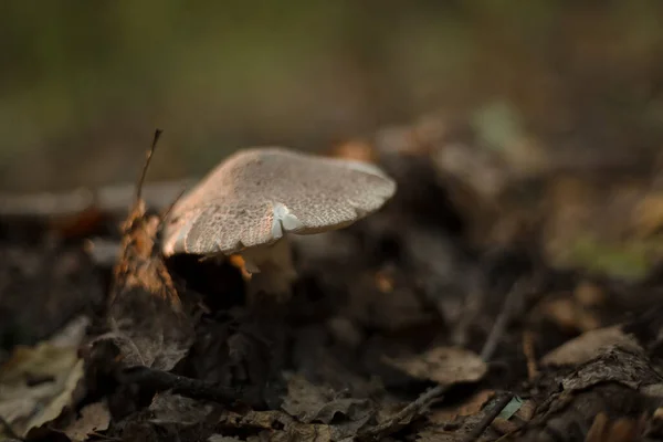 Funghi Nella Foresta Macro Immagini — Foto Stock