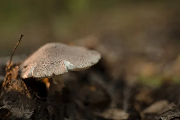 Funghi Nella Foresta Macro Immagini — Foto Stock