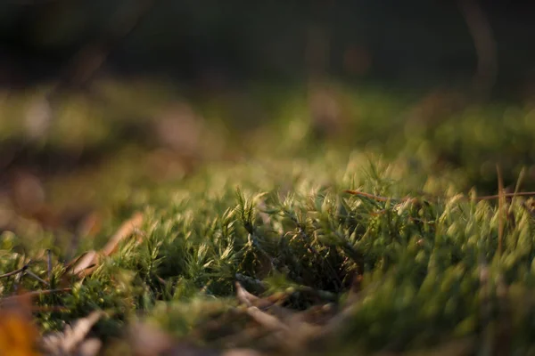 Mousse Dans Forêt Macro Photographie — Photo