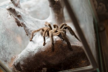 Lycosa örümceğinin makro fotoğrafı
