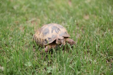 Yeşil çimenlerde yürüyen bir sincap kaplumbağası. 