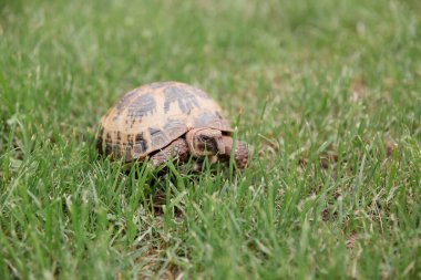 Yeşil çimenlerde yürüyen bir sincap kaplumbağası. 