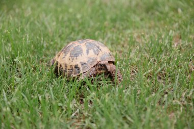 Yeşil çimenlerde yürüyen bir sincap kaplumbağası. 
