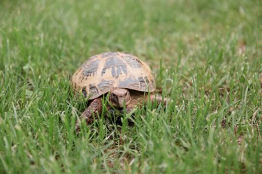 Yeşil çimenlerde yürüyen bir sincap kaplumbağası. 