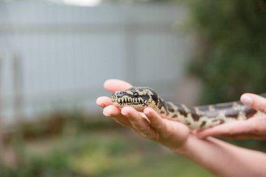 Yakın plan yılan. Yılan boa yılanı yılanı yılanı. Sürüngen egzotik hayvan..