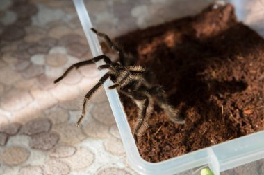 Lycosa örümceğinin makro fotoğrafı