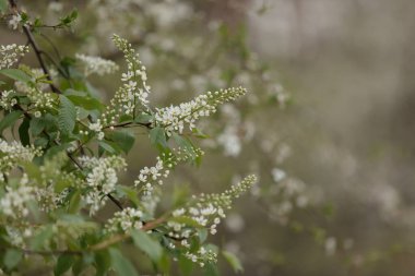 Buddleja Daviddi Kelebek Çalısı