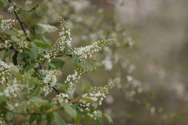 Buddleja Daviddi Kelebek Çalısı