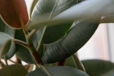 Ficus elastik ağaç. Kapat..