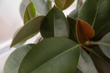 Ficus elastik ağaç. Kapat..