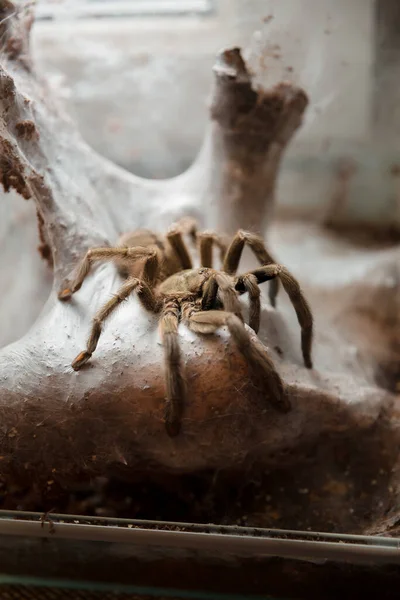 Fotografia Macro Aranha Lycosa — Fotografia de Stock