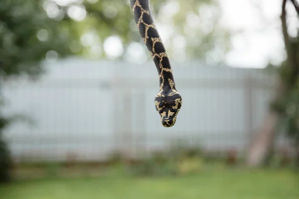 Serpente Primo Piano Snake Boa Constrictor Rettile Animale Esotico — Foto Stock