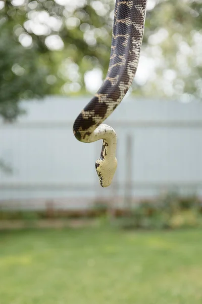 Serpente Primo Piano Snake Boa Constrictor Rettile Animale Esotico — Foto Stock