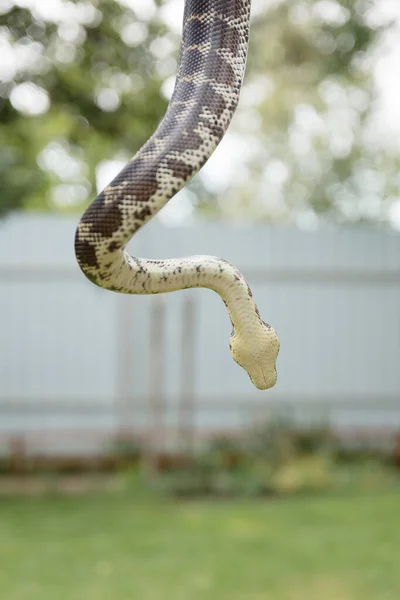 Serpiente Cerca Serpiente Boa Constrictora Reptil Animal Exótico — Foto de Stock