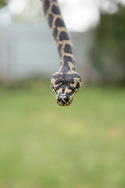 Uma Cobra Perto Constritor Cobra Boa Réptil Animal Exótico — Fotografia de Stock