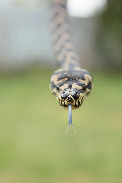 Närbild Orm Orm Boa Constrictor Reptilexotiska Djur — Stockfoto