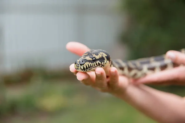 蛇を閉じます ヘビのボア コンクリータ 爬虫類エキゾチックな動物 — ストック写真