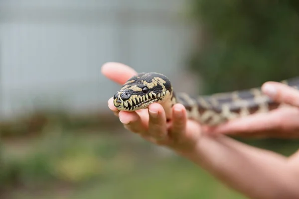 蛇を閉じます ヘビのボア コンクリータ 爬虫類エキゾチックな動物 — ストック写真