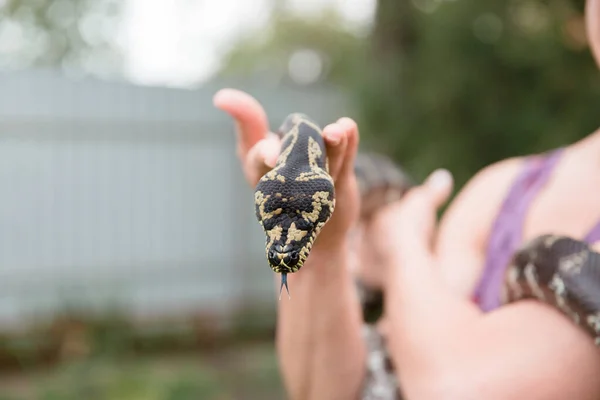 Detailní Záběr Hada Snake Boa Constrictor Plazí Exotická Zvířata — Stock fotografie