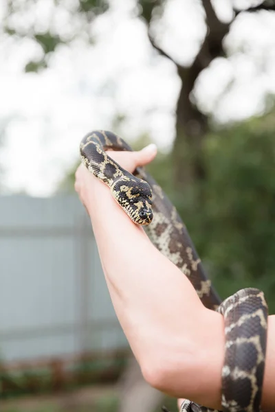 Zbliżenie Węża Wężowy Dusiciel Boa Egzotyczne Zwierzę Gadów — Zdjęcie stockowe