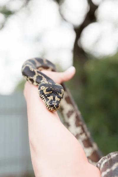 Zbliżenie Węża Wężowy Dusiciel Boa Egzotyczne Zwierzę Gadów — Zdjęcie stockowe