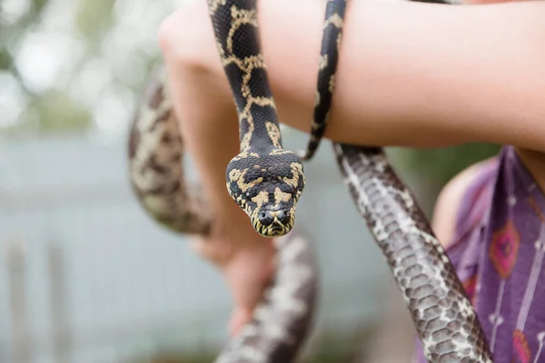 Uma Cobra Perto Constritor Cobra Boa Réptil Animal Exótico — Fotografia de Stock