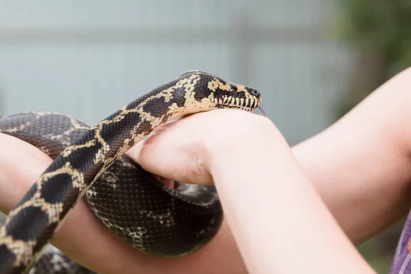 Schlange Großaufnahme Schlangenboa Constrictor Exotisches Reptil — Stockfoto