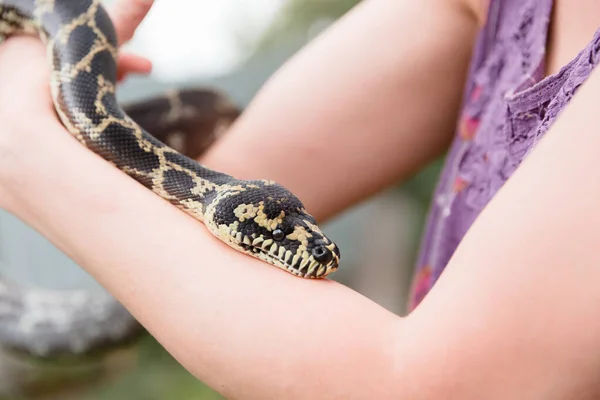 Gros Plan Serpent Serpent Boa Constricteur Reptile Animal Exotique — Photo