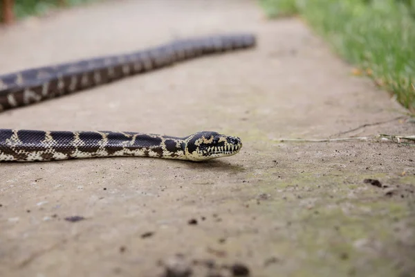 Schlange Großaufnahme Schlangenboa Constrictor Exotisches Reptil — Stockfoto