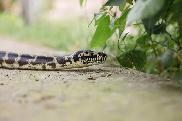 Schlange Großaufnahme Schlangenboa Constrictor Exotisches Reptil — Stockfoto