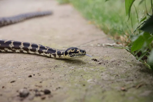 Gros Plan Serpent Serpent Boa Constricteur Reptile Animal Exotique — Photo