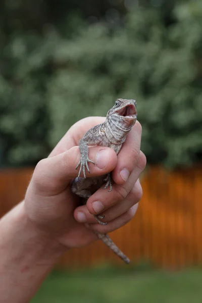 Uromastyx Ornata Una Especie Lagarto Familia Agamidae —  Fotos de Stock