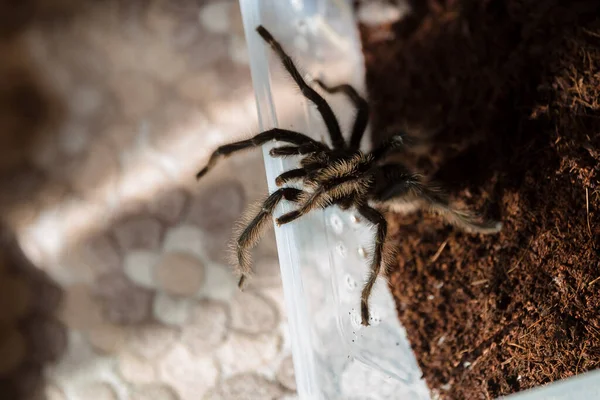 Makrofotografie Der Lycosa Spinne — Stockfoto