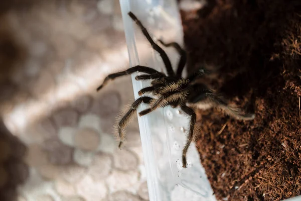 Fotografia Macro Aranha Lycosa — Fotografia de Stock