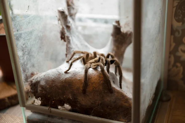 Macro Fotografía Lycosa Spider —  Fotos de Stock