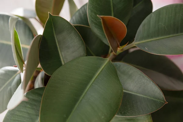 Ficus Árbol Goma Planta Elástica Cerca —  Fotos de Stock