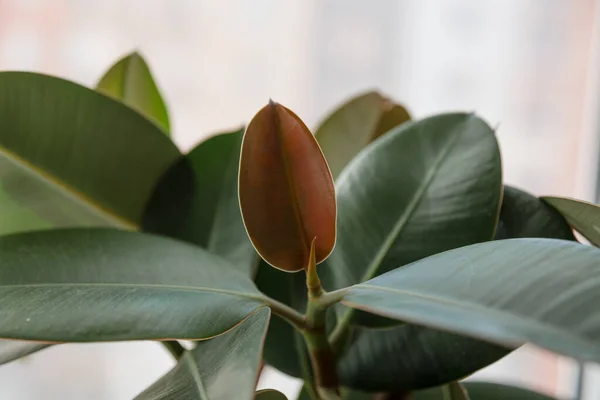 Ficus Elástico Planta Árvore Borracha Fechar — Fotografia de Stock