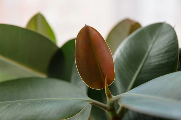Ficus elastik ağaç. Kapat..