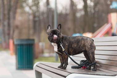 Fransız Bulldog 'u bahar yürüyüşünde. Baharda şirin bir köpek.