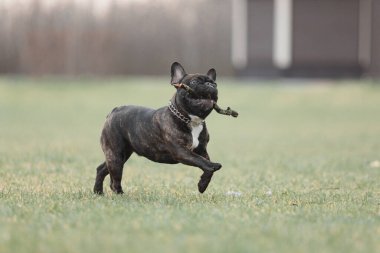 Fransız Bulldog 'u bahar yürüyüşünde. Baharda şirin bir köpek.